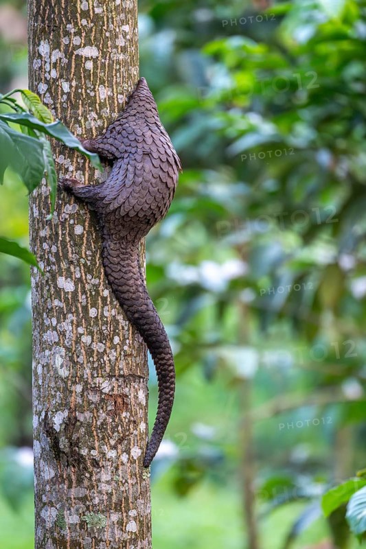 Pangolin climbing a tree, white-bellied pangolin (Phataginus tricuspis, Manis tricuspis), Western Region, Pangolin Rescue Center, Uganda