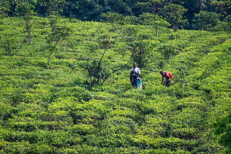 Worker on a tea plantation in the mountains, western region, Uganda
