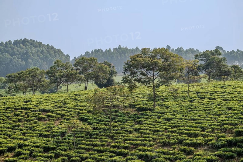 Tea plantation in the mountains, western region, Uganda