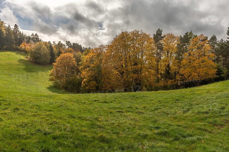 Vast green field features trees with gold and red leaves. The grey sky brings drama to this tranquil autumn mountain scene, with rolling hills in the background. Bas Rhin, Alsace, France