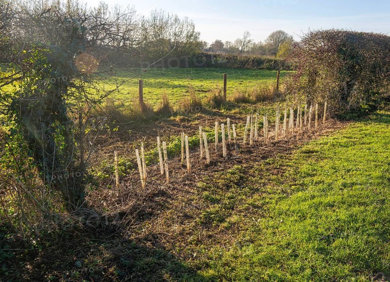 Saplings planted in protective tubes to regrow gap in hedgerow, Sutton, Suffolk Sandlings, Suffolk, England, UK