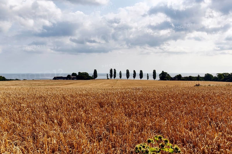 Golden brown, ripe wheat field in summer, dead ripe, Ertholmene, pea islands on the horizon, harvest time, Bornholm, Baltic Sea, Denmark