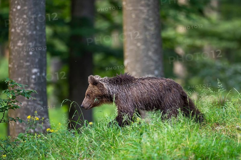 European brown bear (Ursus arctos arctos), in the forest, Notranjska region, Slovenia