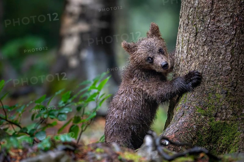 European brown bear (Ursus arctos arctos), young animal climbing on tree, Notranjska region, Slovenia