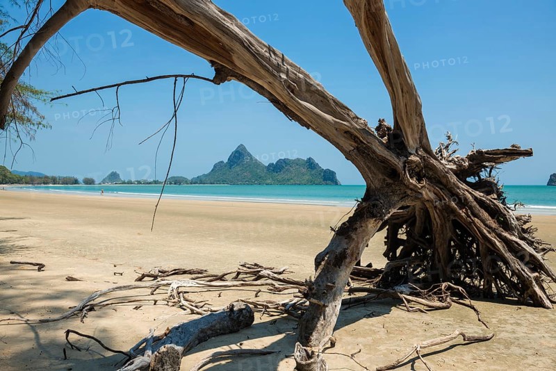 Lonely beach and ironwood trees, Casuarina Equisetifolia, Ao Manao Beach, Prachuap Khiri Khan, Prachuap Khiri Khan Province, Central Thailand, Thailand
