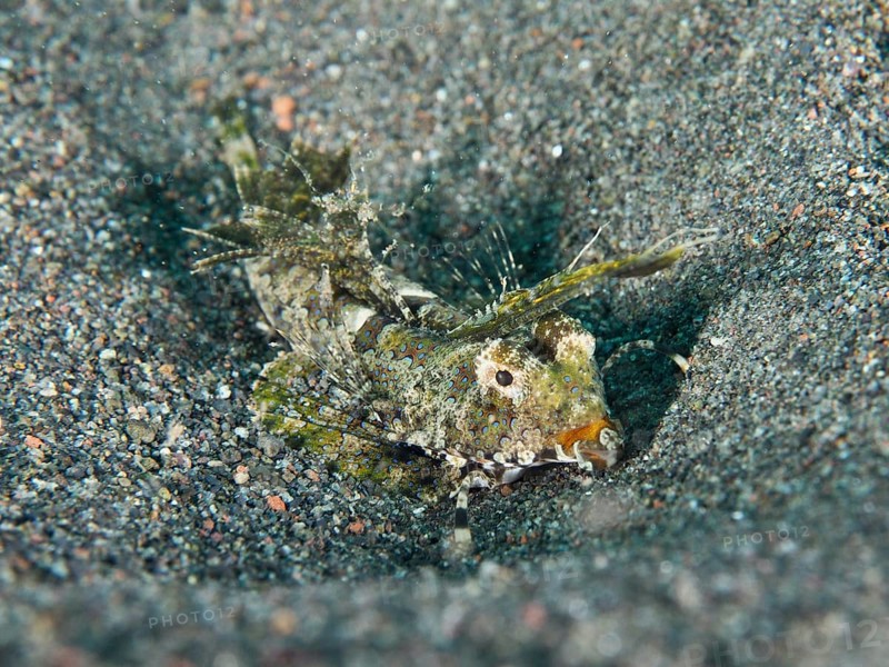 An exotic fish, finger lyrefish, giant lyrefish (Dactylopus dactylopus), lies on a sandy seabed. Puri Jati Dive Site, Umeanyar, Bali, Indonesia