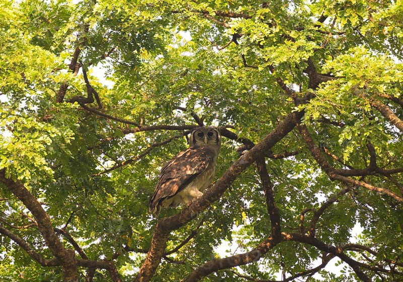 Blassuhu (Bubo lacteus) sitting in acacia tree, Ziwa Rhino Sanctuary, Uganda