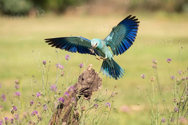 Blue racke (Coracias garrulus), bird, approaching tree trunk, Kiskunsag National Park, Hungary