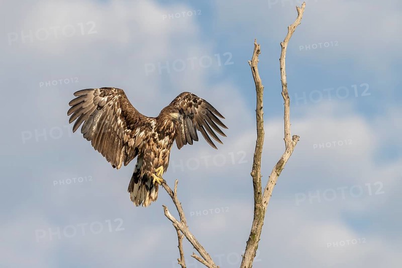 White-tailed eagle (Haliaeetus albicilla), bird, departing from Ast, Danube Delta, Romania