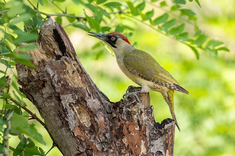 Greeting woodpecker (Picus viridis), female, sideways, on tree trunk, Kiskunsag National Park, Hungary