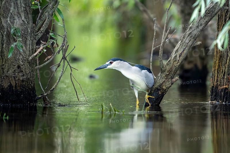 Night heron (Nycticorax nytricorax), bird, in water, Danube Delta Romania