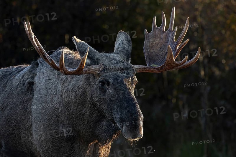 Portrait of bull moose (Alces alces), moose shovel, Denmark