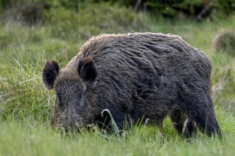 Wild boar boar (Sus scrofa) in a forest meadow, alert, eyeing, eye contact, Denmark