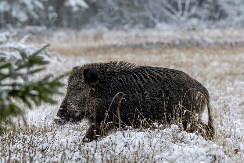 Wild boar boar (Sus scrofa) during mating season, looking for streams in winter landscape, intoxication season, winter landscape, Denmark