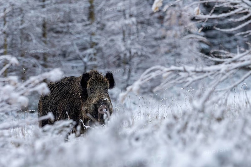 Wild boar boar (Sus scrofa) during mating season, looking for streams in winter landscape, intoxication season, winter forest, winter landscape, Denmark