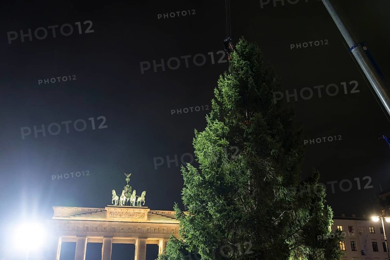 THW volunteers set up the Christmas tree delivered from Thuringia in front of the Brandenburg Gate, Berlin, 24.11.2025