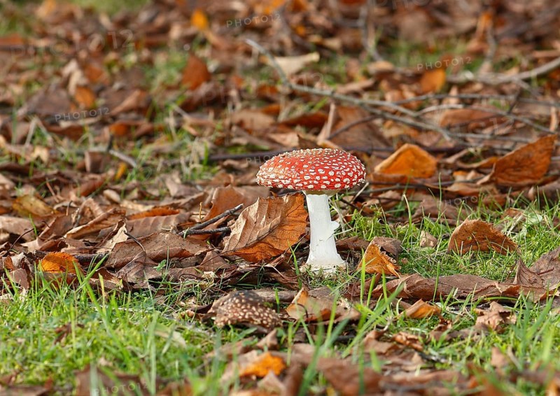 Red toadstool (Amanita muscaria), fruiting body, in autumn leaves, North Rhine-Westphalia, Germany