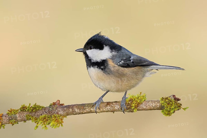 Pine tit (Periparus ater) sitting on moss-covered branch, wildlife, animals, birds, tit, Siegerland, North Rhine-Westphalia, Germany