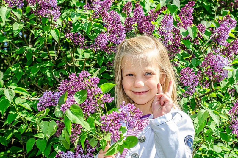 Little blonde 7-year-old girl stands surrounded by blooming lilacs and smiles at the camera in Ystad, Skåne County, Sweden, Scandinavia