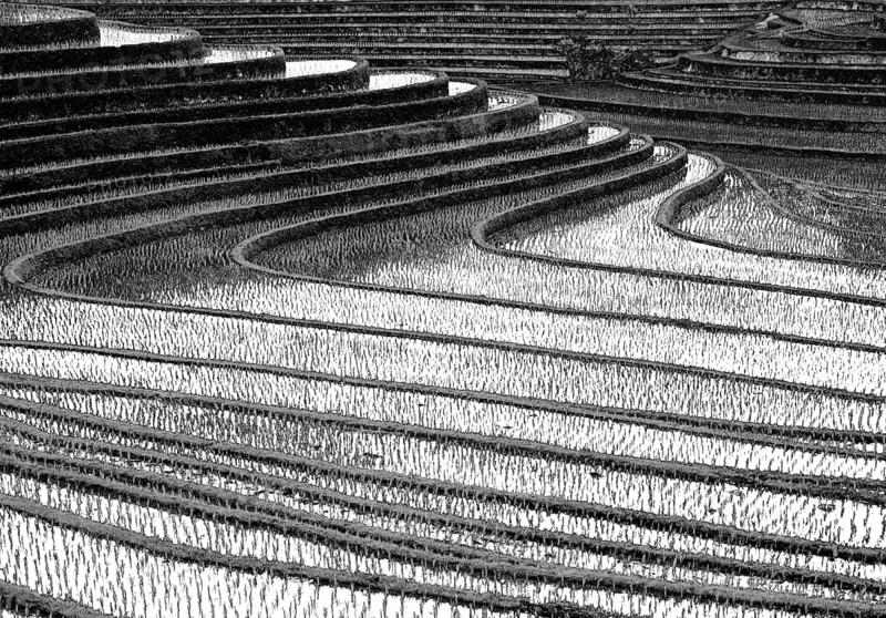Terrace rice paddies north of Antosari, Bali, Indonesia