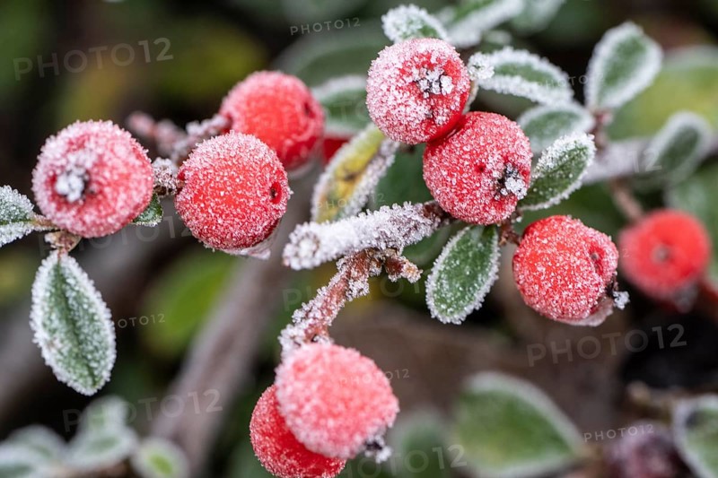 Cotoneaster (Cvotoneaster dammeri), fruits, Emsland, Lower Saxony, Germany