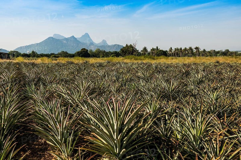 Pineapple plantation south of Hua Hin, Prachuap Khiri Khan, Central Thailand, Thailand