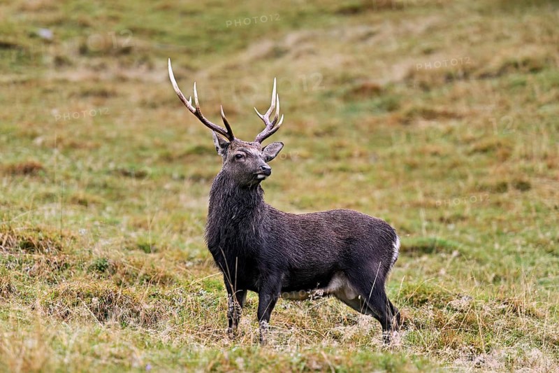 Sika deer (Cervus nippon) standing in meadow, Parc de Merlet, Chamonix-Mont-Blanc, Haute-Savoie, France