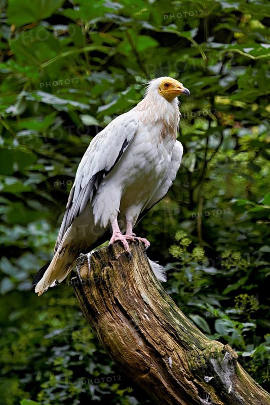 Dirty vulture (Neophron percnopterus) sitting on tree stump, captive, Switzerland