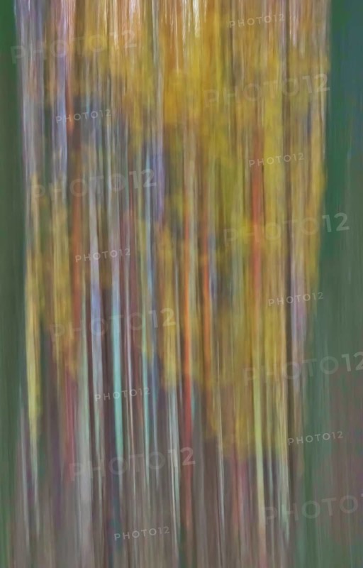 Forest in November, abstracted, blurring, autumn, Germany