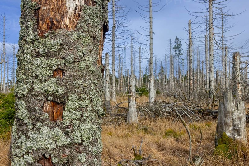 Dead spruce trees in forest in the Harz Mountains in autumn, damage caused by bark beetle infestation, Harz National Park, Saxony-Anhalt, Germany