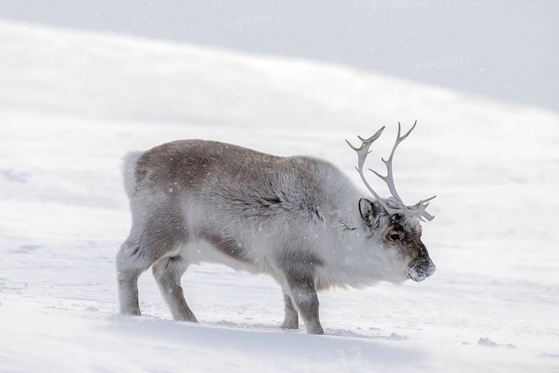 Svalbard reindeer (Rangifer tarandus platyrhynchus) adult in thick winter coat foraging on snow covered tundra in spring on Spitsbergen, Norway