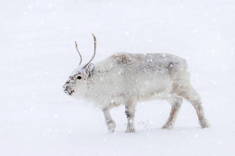 Svalbard reindeer (Rangifer tarandus platyrhynchus) adult in thick winter coat during snowfall on snow covered tundra in spring on Spitsbergen, Norway