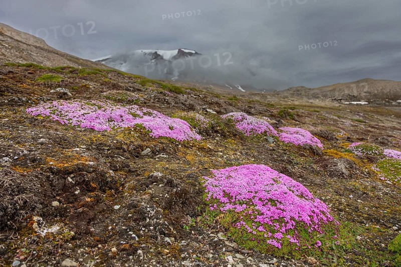 Moss campion, cushion pink (Silene acaulis) in flower in summer on the arctic tundra, Svalbard, Spitsbergen, Norway