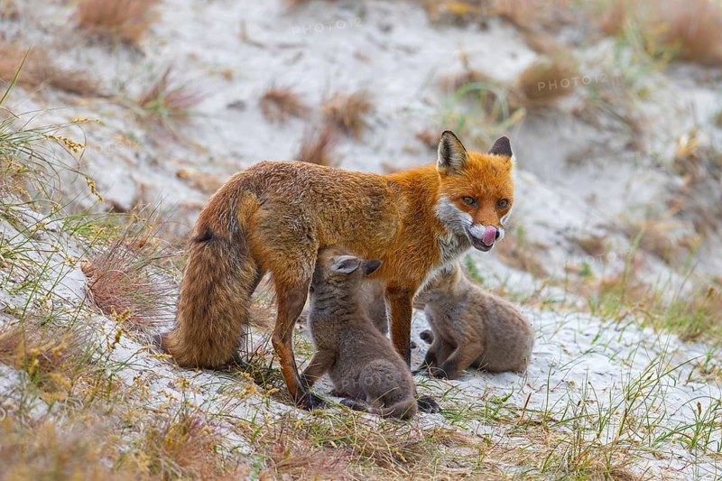 Red fox (Vulpes vulpes) female, vixen suckling her kits, cubs near den in the dunes in spring