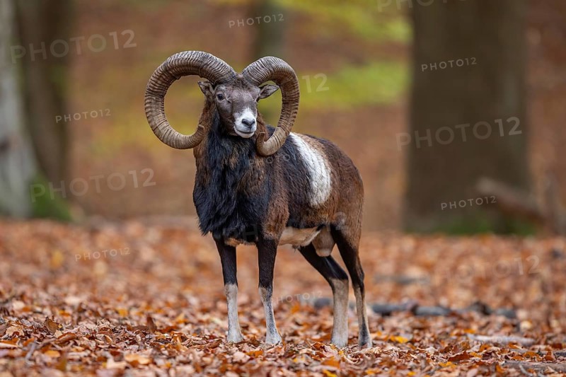 European mouflon (Ovis aries musimon, Ovis gmelini musimon) ram, male with big horns in forest during the rut in autumn, fall