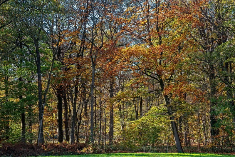 European beeches, common beech trees (Fagus sylvatica) with foliage in yellow, brown and green autumn colours, fall colors in broadleaved forest