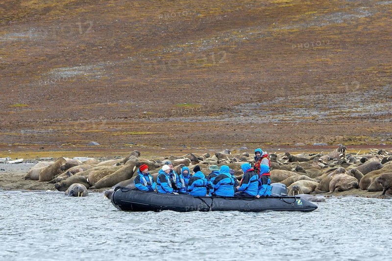 Ecotourists, eco-tourists in Zodiac boat observing walruses (Odobenus rosmarus) resting on beach along the coast of Svalbard, Spitsbergen, Norway