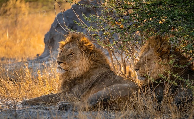 Two maned lions, siblings lying in the grass, lion (Panthera Leo), savuti, Chobe National Park National Park, Botswana