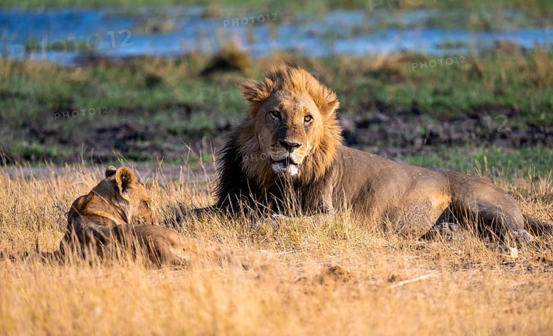 Maned lion and young animals, lion (Panthera Leo) lying in grass, savuti, Chobe National Park National Park, Botswana