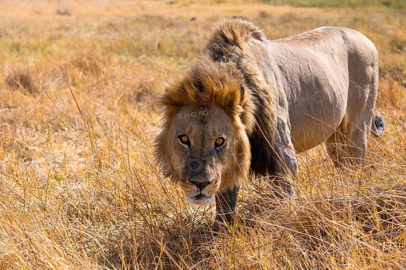 Maned lion (Panthera Leo) lurking in grass, savanna, Savuti, Chobe National Park, Botswana