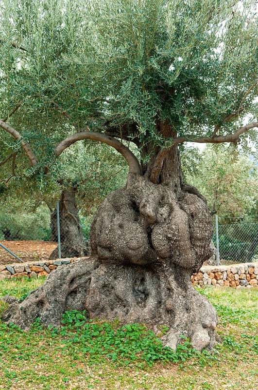 Olive tree (Olea europaea)