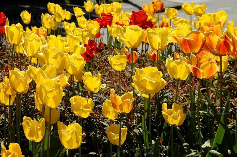 Garden tulips (Tulipa gesneriana), tulip bed