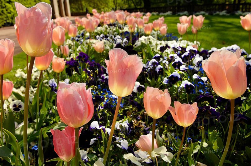 Garden tulips (Tulipa gesneriana), tulip bed, pansies in between, garden pansies (Viola wittrockiana)