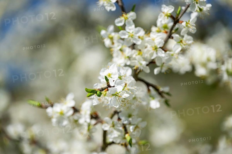 Blackthorn (Prunus spinosa) Blossoms flowering in spring, Bavaria, Germany, Europe, Helena, Neumarkt in der Oberpfalz, Bayern, Deutschland
