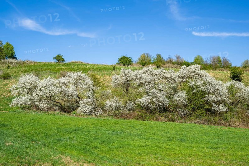 Blackthorn (Prunus spinosa) bushes flowering on a meadow in spring on a sunny day, Bavaria, Germany, Europe, Helena, Neumarkt in der Oberpfalz, Bayern, Deutschland