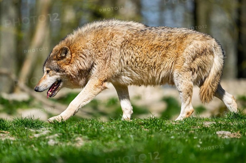 Eastern wolf (Canis lupus lycaon) walking on a meadow, Bavaria, Germany