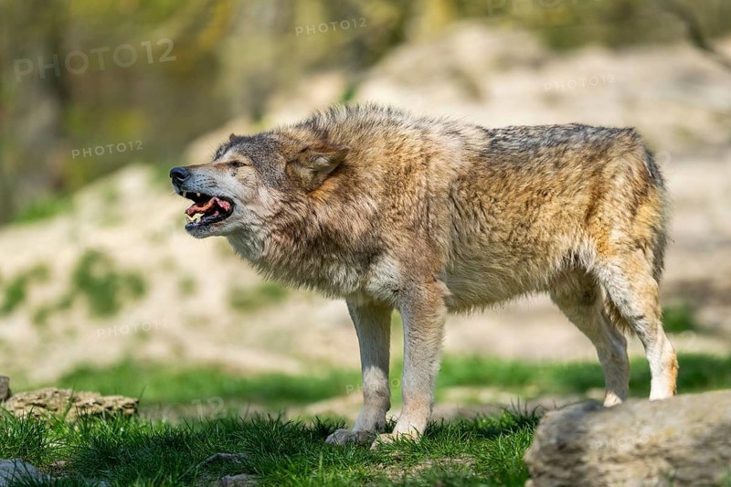 Eastern wolf (Canis lupus lycaon) standing on a meadow, Bavaria, Germany