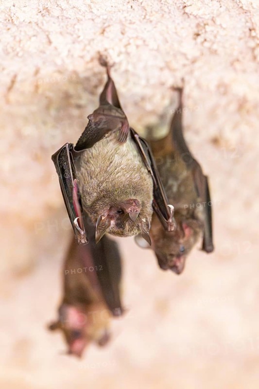 Lesser mouse-eared myotis (Myotis blythii) bats hanging on a wall, Bavaria, Germany