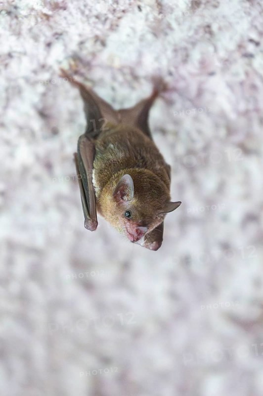 Lesser mouse-eared myotis (Myotis blythii) bat hanging on a wall, Bavaria, Germany
