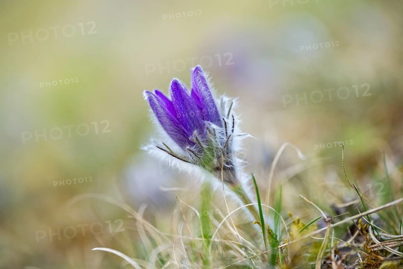Pasque flower (Pulsatilla vulgaris), blooming, sunset, Bavaria, Germany